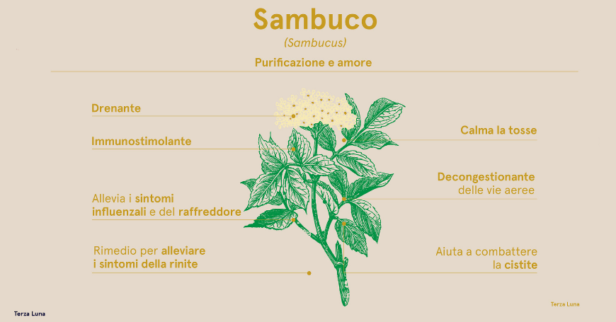 fiori di sambuco proprietà